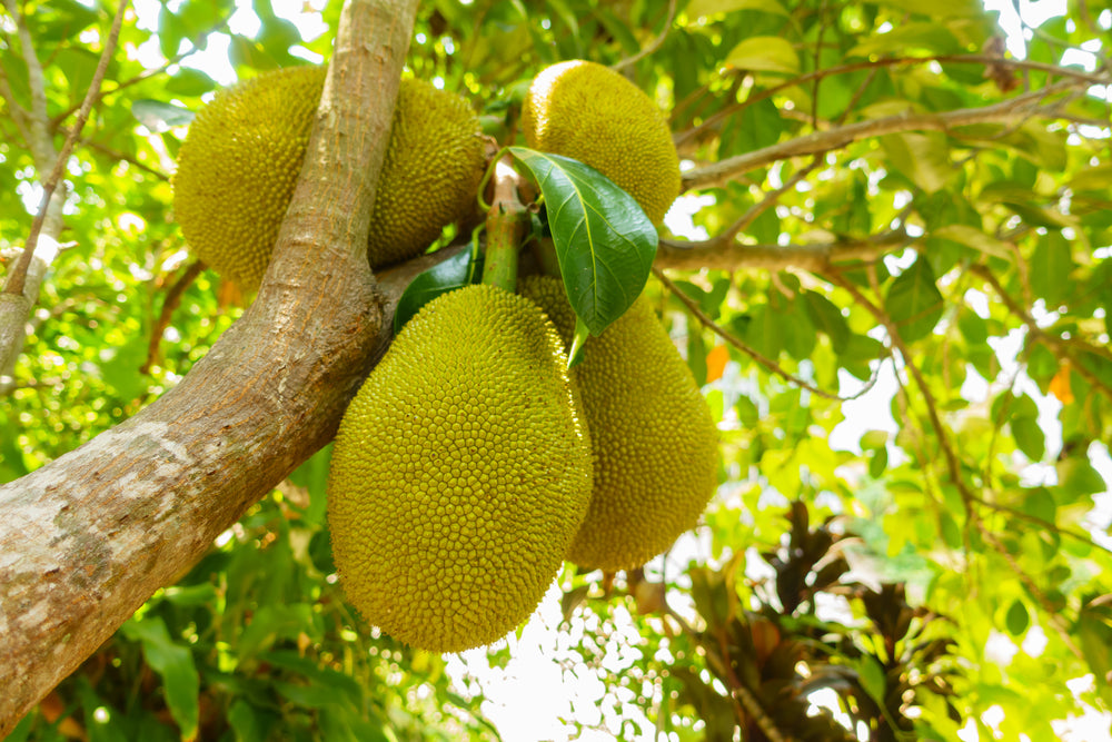 Indian Jackfruit Plant For Home & Garden