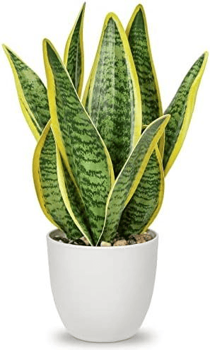 Golden Hahnii Snake Plant Pot