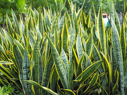 Golden Hahnii Snake Plant Pot