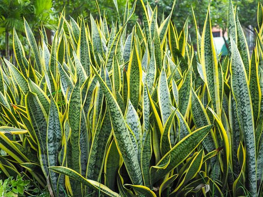 Golden Hahnii Snake Plant Pot