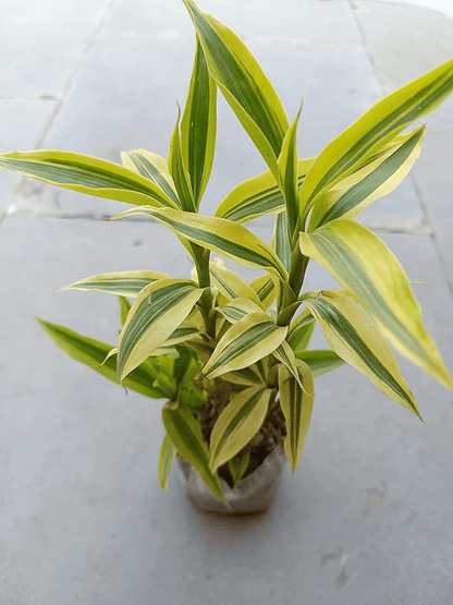 Golden Lucky Bamboo Plant With Self Watering Pot