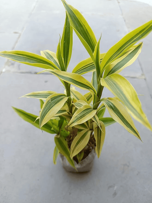 Golden Lucky Bamboo Plant With Self Watering Pot