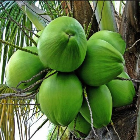 Thai Variety Hybrid Coconut Easy To Grow Plant & Tree (1.5-3.5 Ft Height) For Home Garden, Pack Of 1