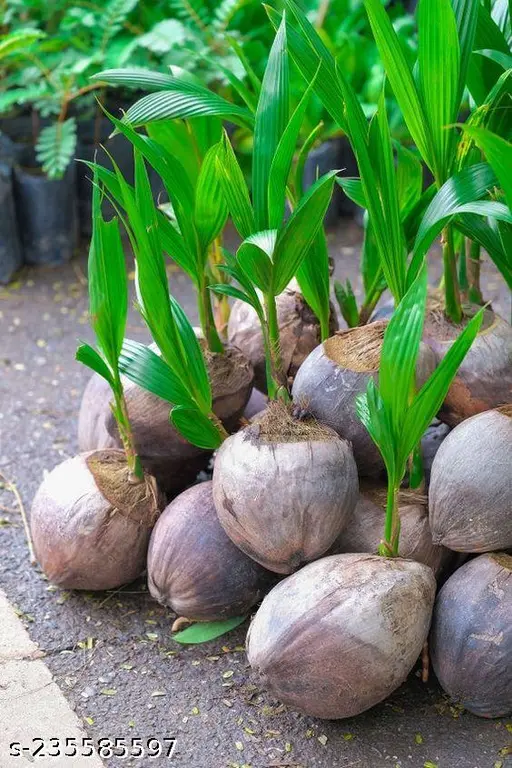 Thai Variety Hybrid Coconut Easy To Grow Plant & Tree (1.5-3.5 Ft Height) For Home Garden, Pack Of 1