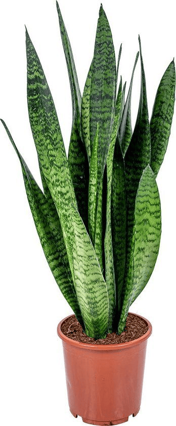Snake Plant (Sansevieria Concinna) With Self Watering Pot