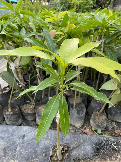 Himsagar Mango Plant