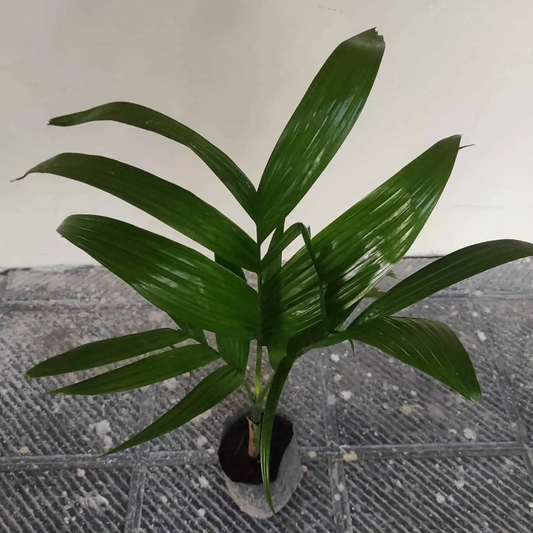 Hybrid Betel Nut (Supari) Plant