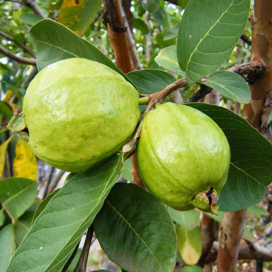 Lucknow-49 L-49 Guava Amrood Layering/Grafted Fruit Plant (1.5-3 Feet Height)