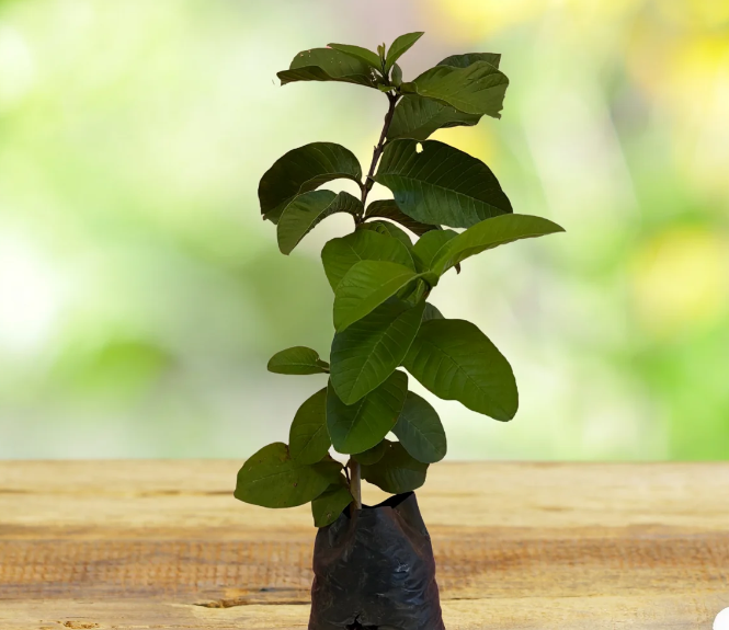 Lucknow-49 L-49 Guava Amrood Layering/Grafted Fruit Plant (1.5-3 Feet Height)
