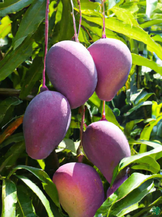 Expensive Purple Miyazaki Mango Live Fruit Plant & Tree (1.5-3.5 Ft Height) For Home Garden