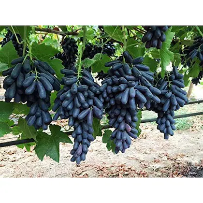 Long Black Grape Plant