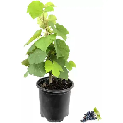 Long Black Grape Plant