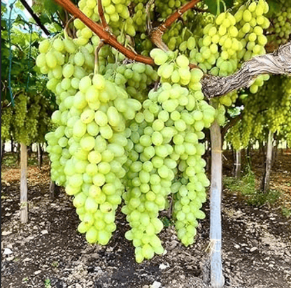 Long Grapes Angoor Layering/Grafted Fruit Plant