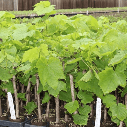 Long Grapes Angoor Layering/Grafted Fruit Plant