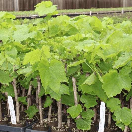 Long Grapes Angoor Layering/Grafted Fruit Plant