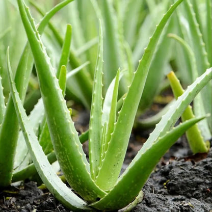 Aleovera Plant For Home & Garden