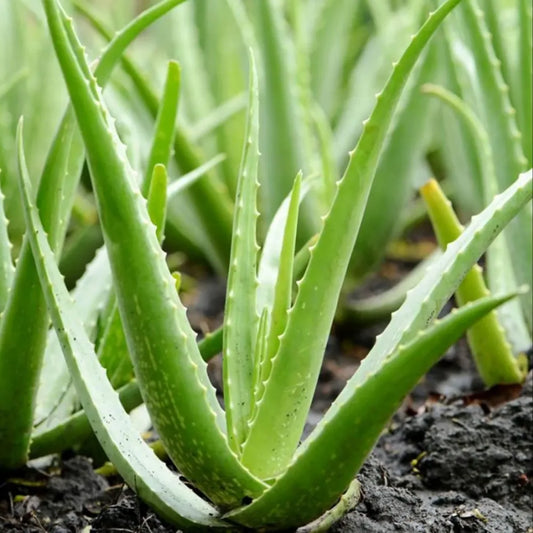 Aleovera Plant For Home & Garden