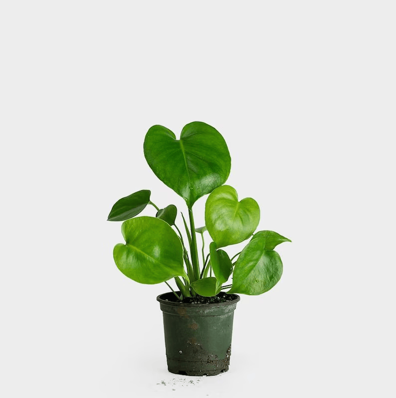 Monstera Deliciosa With Self Watering Pot
