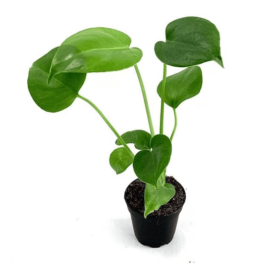 Monstera Deliciosa With Self Watering Pot