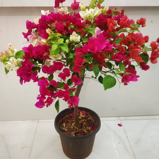 Multicolour Bougainvillea Kagoj Ful Shrubs Flower Plant (1-2 Feet Height)