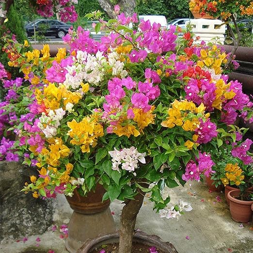 Multicolour Bougainvillea Kagoj Ful Shrubs Flower Plant (1-2 Feet Height)