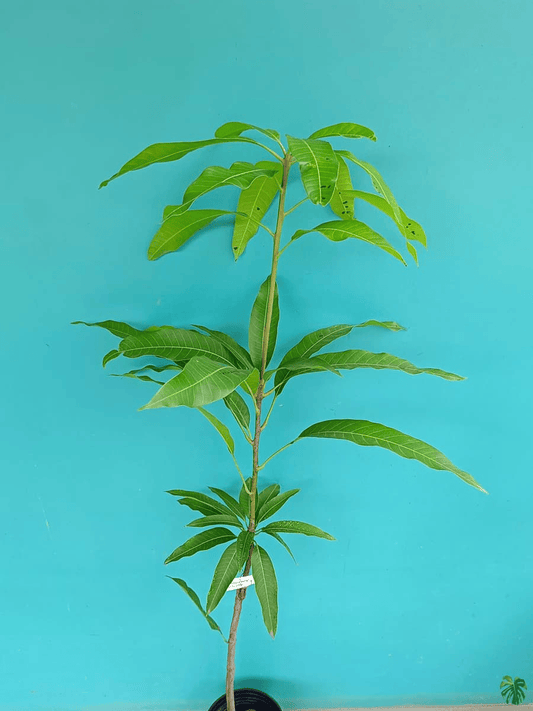 Red Palmer (Grafted) Mango Fruit Live Plant (1.5-3.5 Ft Hight) For Home Gardening (Hybrid, Pack Of 1)
