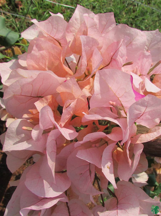 Peach Bougainvillea Flower Plant