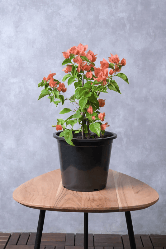 Peach Bougainvillea Flower Plant