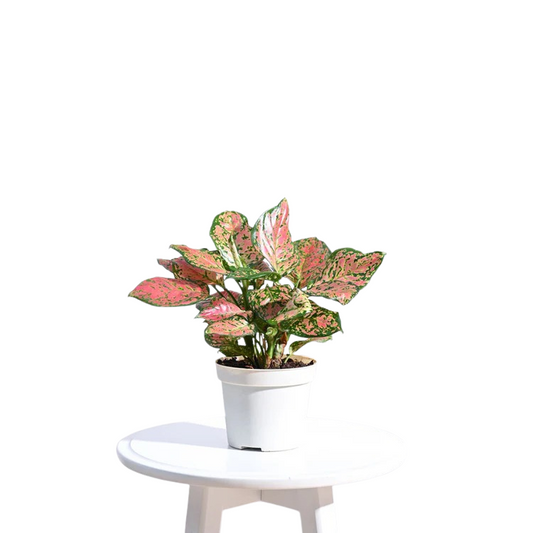 Aglaonema Pink Beauty Plant With Self Watering Pot
