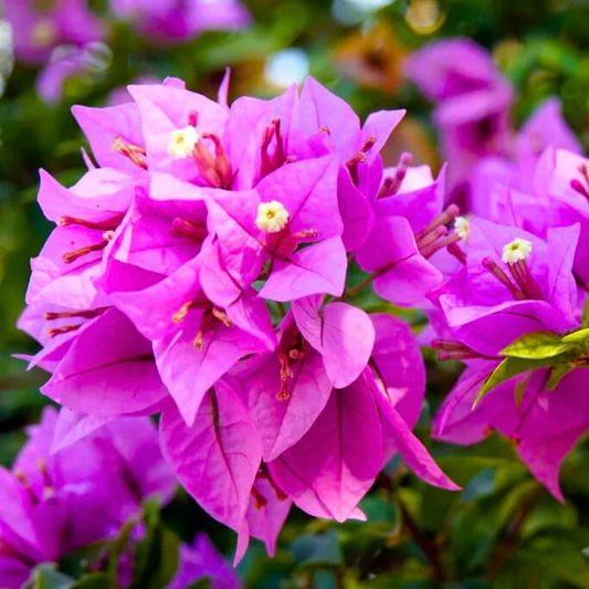 Purple Colour Bougainvillea Kagoj Ful Shrubs Flower Plant (1-2 Feet Height)