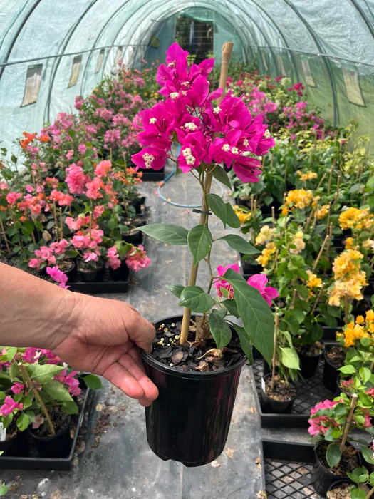 Purple Bougainvillea Flower Plant