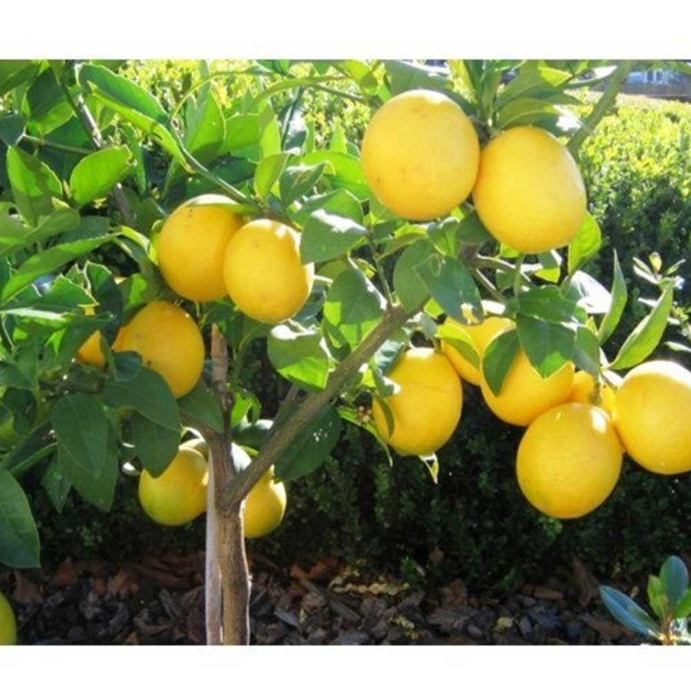 Yellow Seedless Lemon Hybrid Airlading Plant For Home & Garden