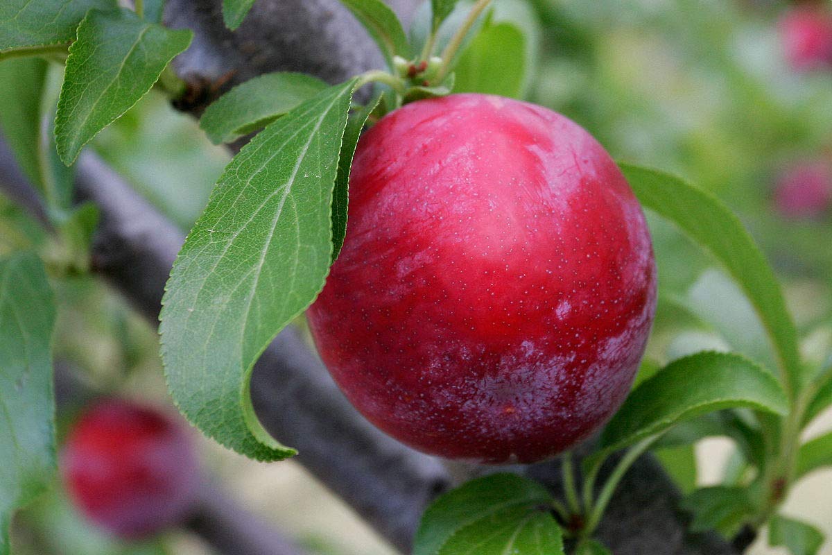 Red Thai Aloo Bukhara Airleding Fruit Plant For Home & Garden