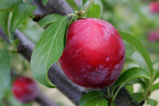 Red Thai Aloo Bukhara Airleding Fruit Plant For Home & Garden