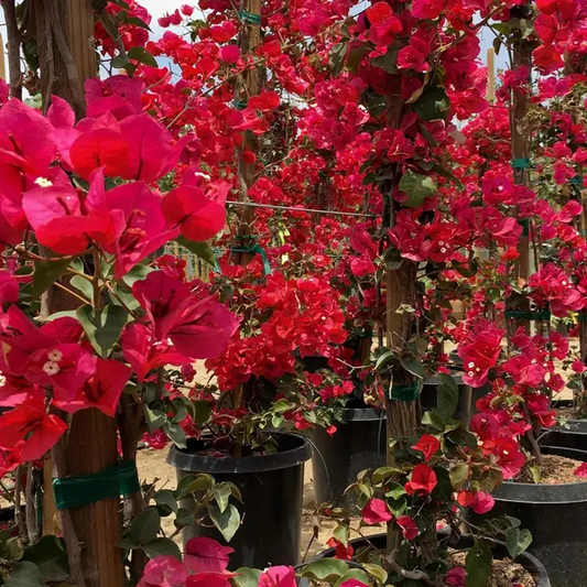 Red Colour Bougainvillea Kagoj Ful Shrubs Flower Plant (1-2 Feet Height)