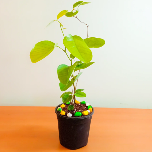 Red Sandalwood Chandan Avenue Plant (1.5-3 Feet Height) ↑