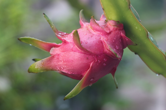 Pink Dragon Fruit Cutting/Grafted Fruit Plant (1-2 Feet Height)