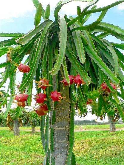 Pink Dragon Fruit Cutting/Grafted Fruit Plant (1-2 Feet Height)