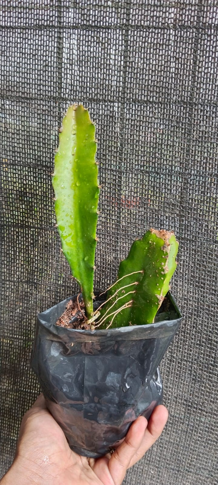 Pink Dragon Fruit Cutting/Grafted Fruit Plant (1-2 Feet Height)
