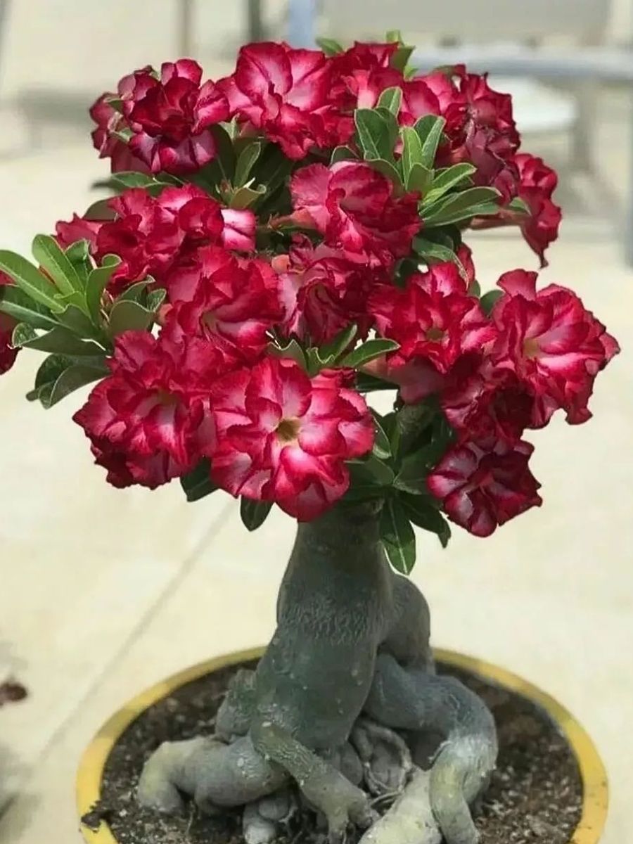 Red Hybrid Rose Adenium Plant For Home & Garden