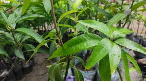 Yellow Alphonso Mango Hybrid Grafted Plant For Home & Garden