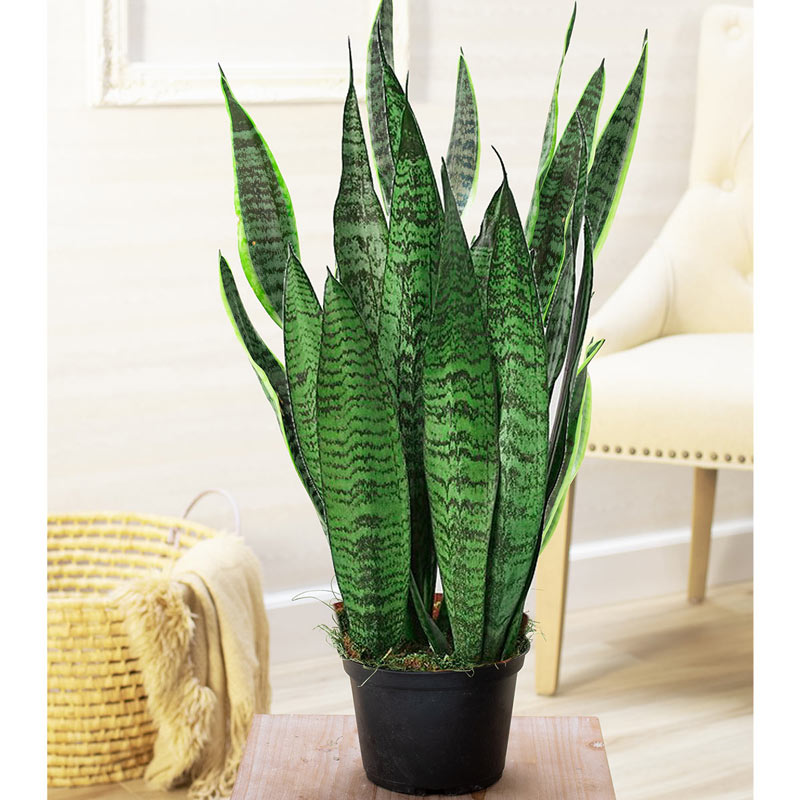 Snake Plant For Home & Garden