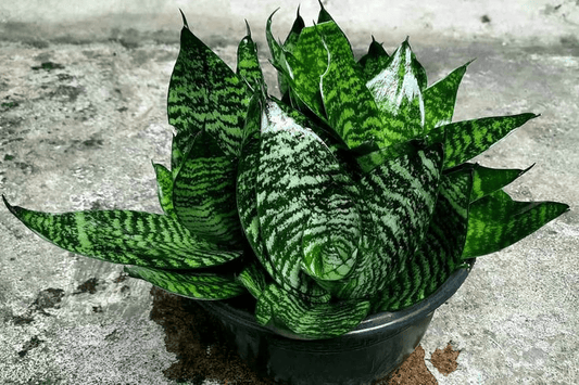 Sansevieria Green Snake Air Purifier Plant