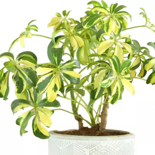 Saplera Plant For Home & garden