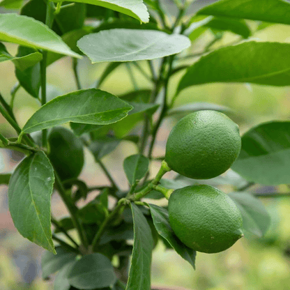 Nagpur Mandarin All Time Orange Santra Grafted Fruit Plant (1.5-2 Feet Height)