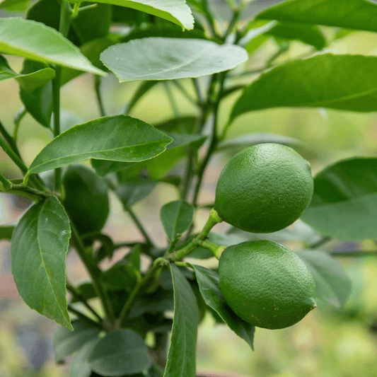 Yellow Seedless Lemon Hybrid Airlading Plant