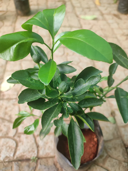 Sweet Santra Hybrid Grafted Plant