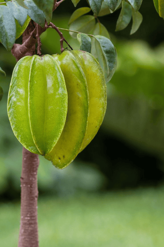 Sweet Star Fruit