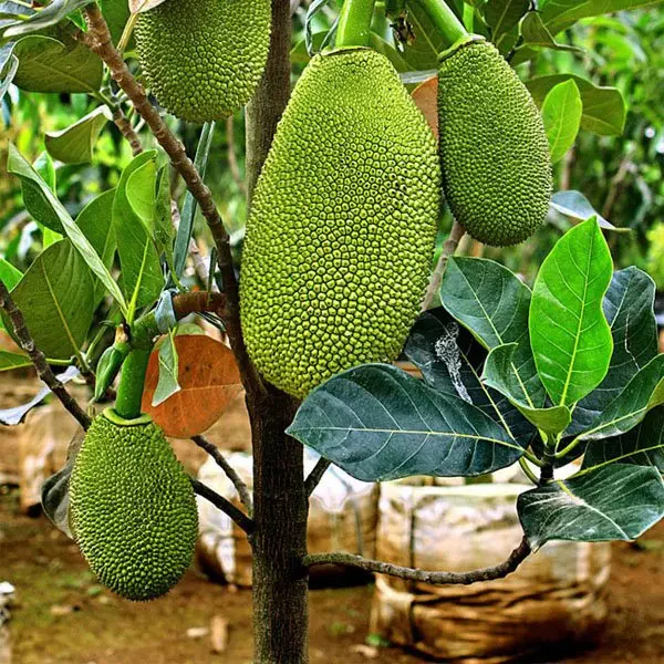 Thai All-Time Jackfruit Dwarf Variety (Grafted Plant)