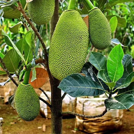 Thai All-Time Jackfruit Dwarf Variety (Grafted Plant)